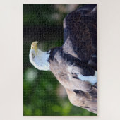 Bald Eagle Legpuzzel (Verticaal)