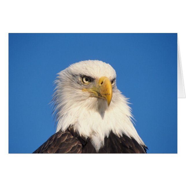 Bald Eagle Look (Devant horizontal)