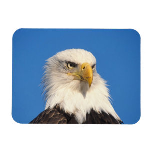Bald Eagle Look Magneet