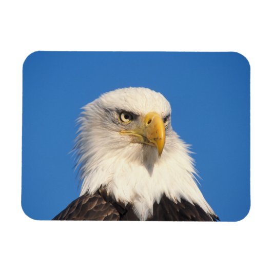 Bald Eagle Look Magneet (Horizontaal)