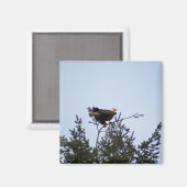 Bald Eagle Magneet (Voorkant / Achterkant)