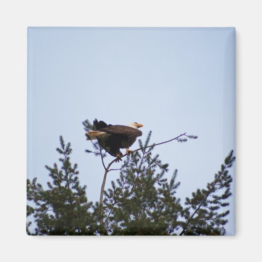 Bald Eagle Magneet (Voorkant)