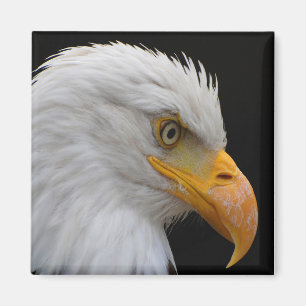 Bald Eagle Magneet