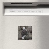 Bald Eagle Magneet (Insitu (Vaatwasser))
