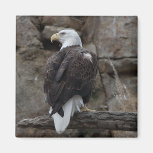 Bald Eagle Magneet