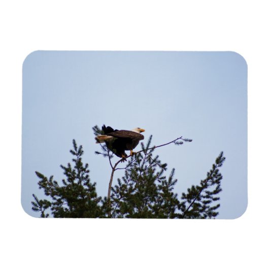 Bald Eagle Magneet (Horizontaal)