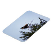 Bald Eagle Magneet (Linkerzijde)