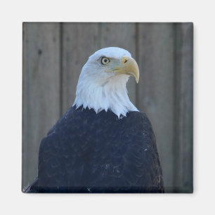 Bald Eagle Magneet