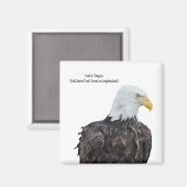 Bald Eagle Magneet (Voorkant / Achterkant)