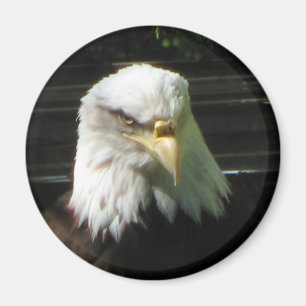 Bald Eagle Magneet