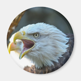 Bald Eagle Magneet