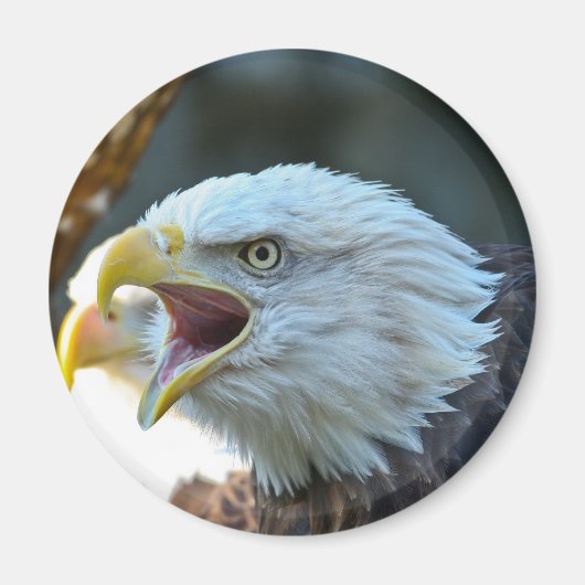 Bald Eagle Magneet (Voorkant)