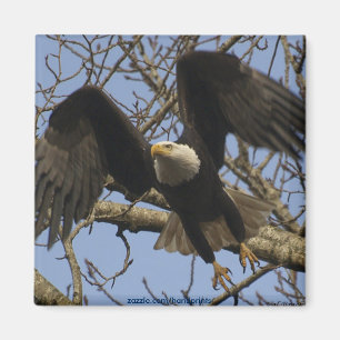 Bald Eagle Magnet Magneet