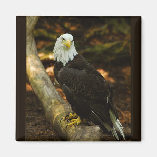 Bald Eagle magnet Magneet