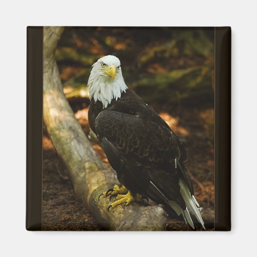 Bald Eagle magnet Magneet (Voorkant)