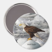 Bald Eagle magnet Magneet (Voorkant / Achterkant)