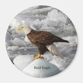 Bald Eagle magnet Magneet