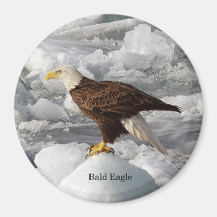 Bald Eagle magnet Magneet