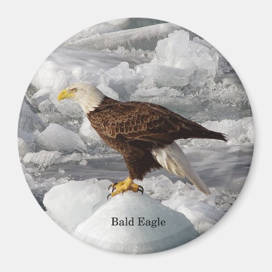 Bald Eagle magnet Magneet (Voorkant)