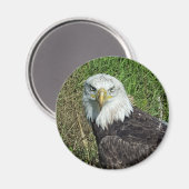 Bald Eagle Magnet Magneet (Voorkant / Achterkant)