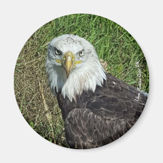 Bald Eagle Magnet Magneet (Voorkant)