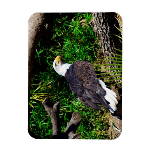 Bald Eagle - Magnet Magneet (Verticaal)
