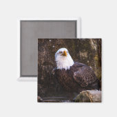 Bald Eagle Magnet Magneet (Voorkant / Achterkant)