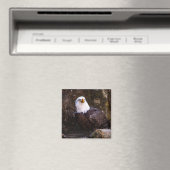 Bald Eagle Magnet Magneet (Insitu (Vaatwasser))