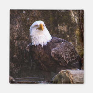 Bald Eagle Magnet Magneet