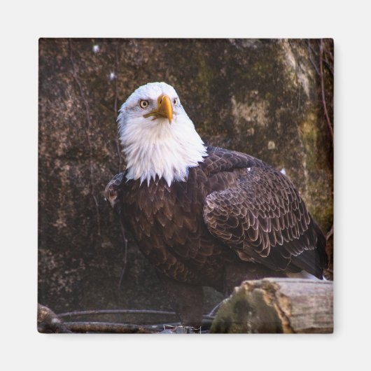 Bald Eagle Magnet Magneet (Voorkant)
