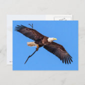 Bald Eagle met bijkantoor Briefkaart (Voorkant / Achterkant)