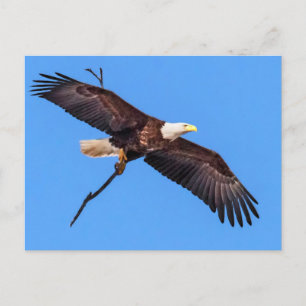 Bald Eagle met bijkantoor Briefkaart