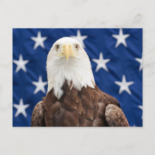 Bald Eagle met de sterren Briefkaart