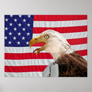 Bald Eagle met militaire hondentags Poster