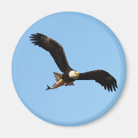 Bald Eagle met vis