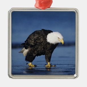 Bald Eagle Metalen Ornament