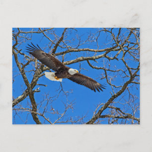 Bald Eagle on Blue Briefkaart