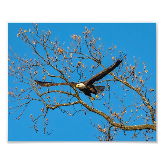 Bald Eagle on Blue Foto Afdruk (Voorkant)