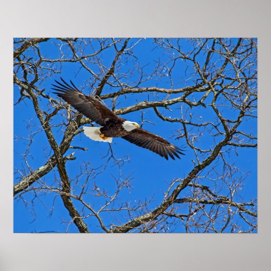 Bald Eagle on Blue Poster (Voorkant)