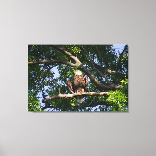 Bald Eagle on Branch Portrait Canvas Afdruk (Voorkant)