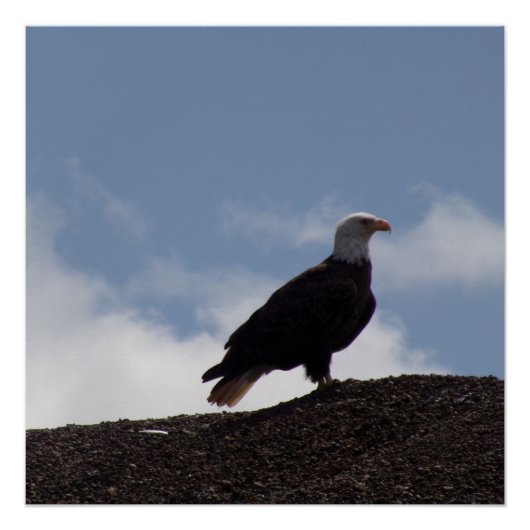 Bald Eagle on High Ground Glossy Poster Perfect Poster (Voorkant)