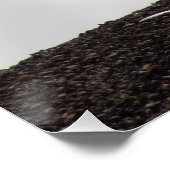 Bald Eagle on High Ground Glossy Poster Perfect Poster (Hoek)