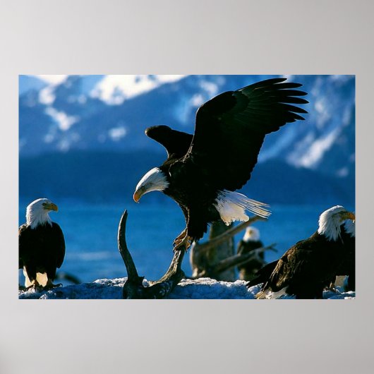 Bald Eagle on log poster (Voorkant)