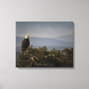 Bald Eagle on Tree Top Wrapped Canvas Afdruk