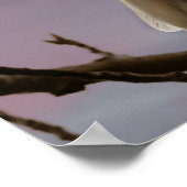 Bald Eagle onder volle maan Poster (Hoek)