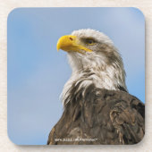 Bald Eagle Onderzetter (Voorkant)