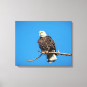 Bald Eagle op een boomtak Canvas Afdruk (Voorkant)