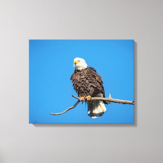 Bald Eagle op een boomtak Canvas Afdruk (Voorkant)