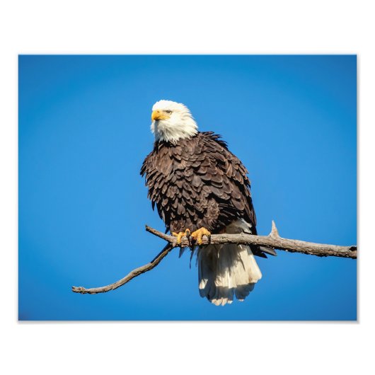 Bald Eagle op een boomtak Foto Afdruk (Voorkant)