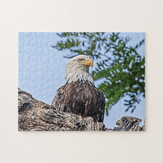 Bald Eagle op een boomtak Legpuzzel (Horizontaal)